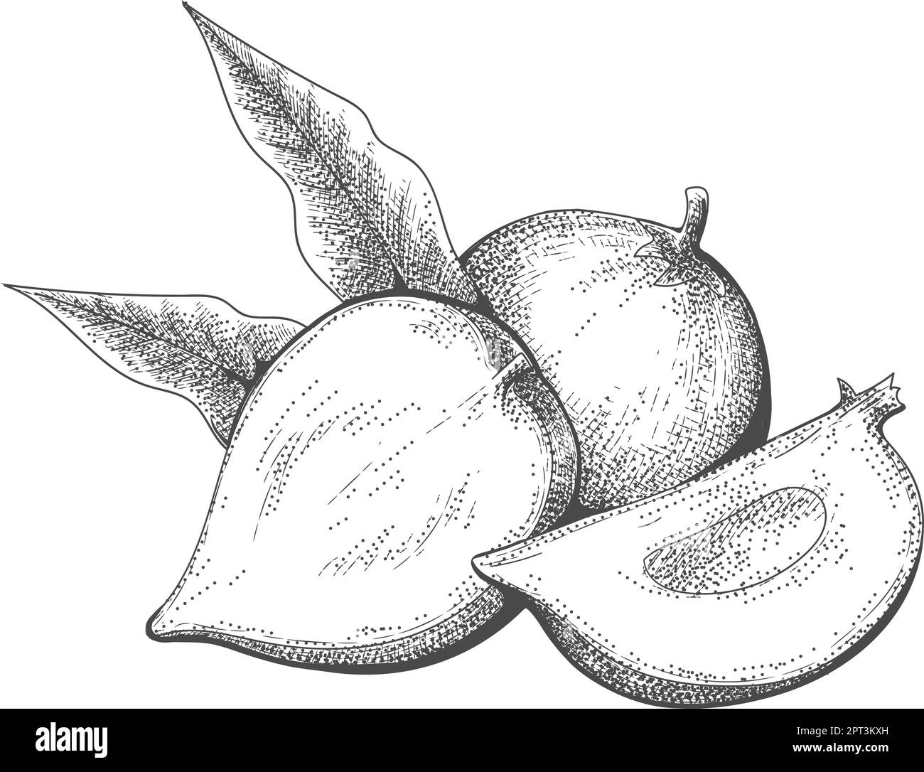 Eggfruit retro engraving Stock Vector