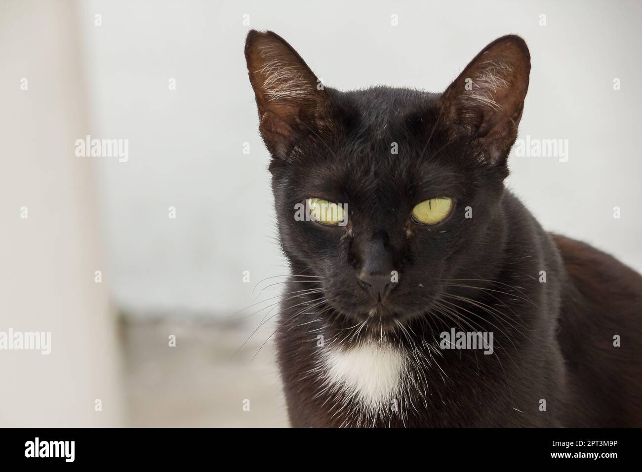 Black cat lying on the ground looking up Stock Photo - Alamy