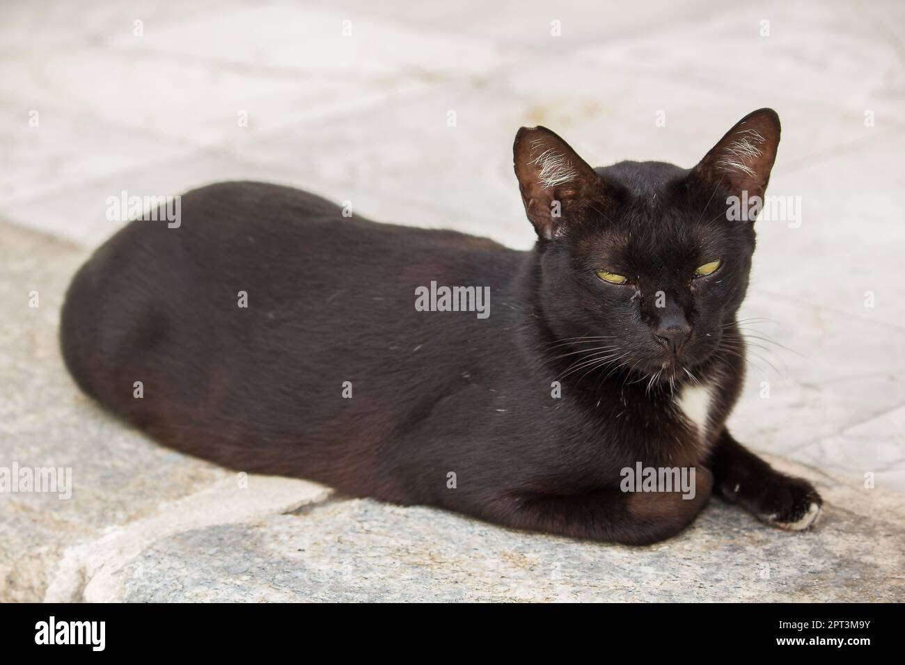 Black cat lying on the ground looking up Stock Photo - Alamy
