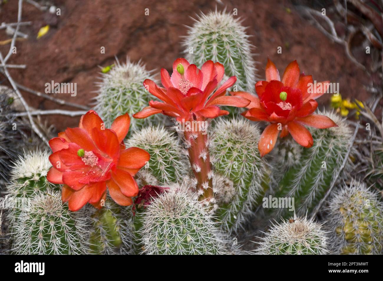 Small cactus with bright and beautiful orange flowers bloomed in cactus garden during Spring Stock Photo
