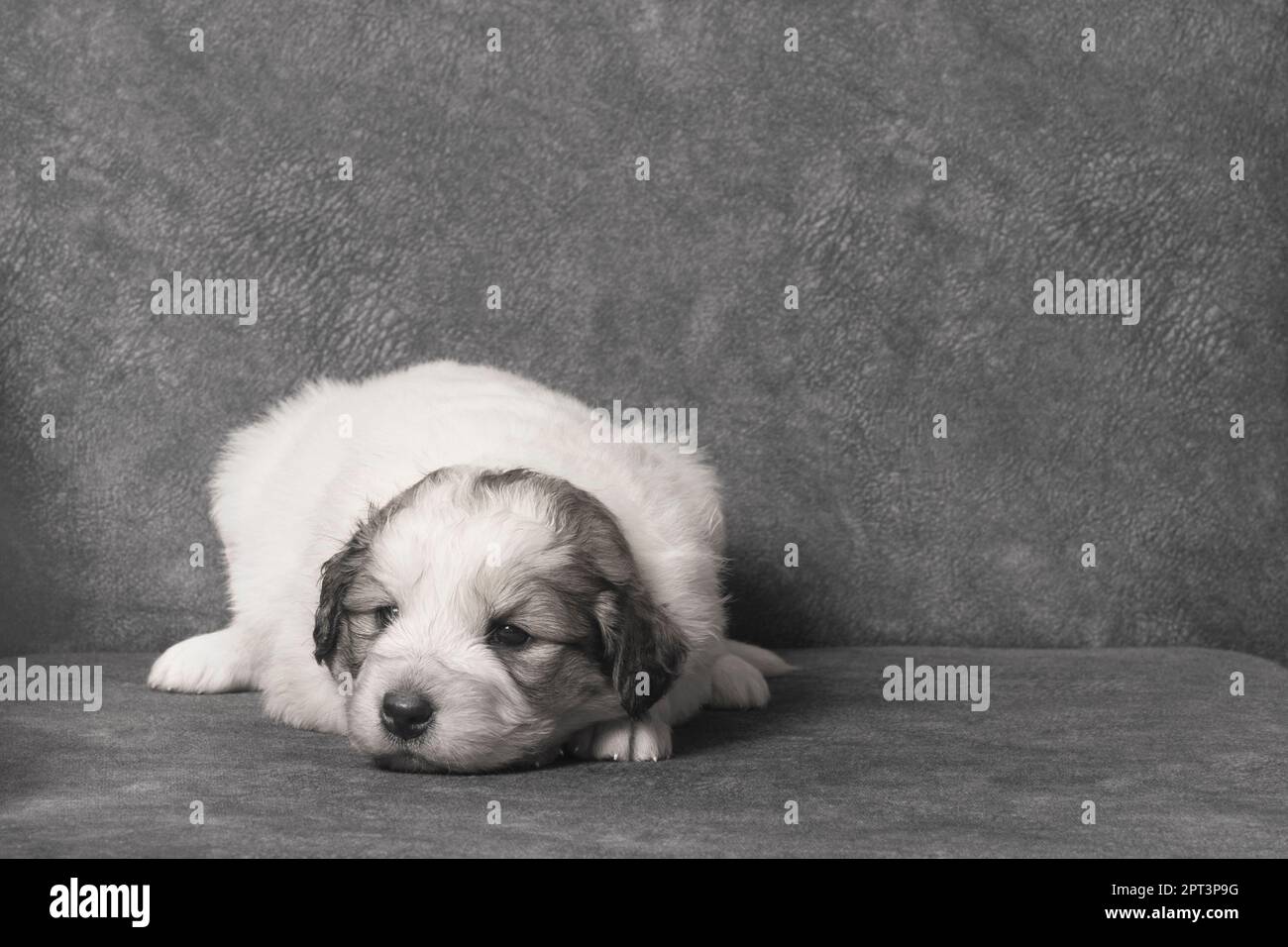 Croatian shepherd dog hi-res stock photography and images - Alamy