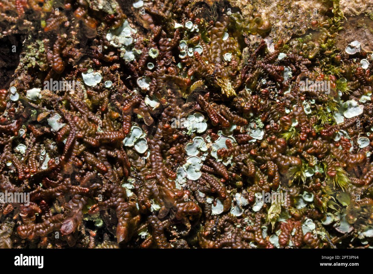 Normandina pulchella is a squamulose lichen common among bryophytes on shaded trees especially Frullania. It has a global distribution. Stock Photo