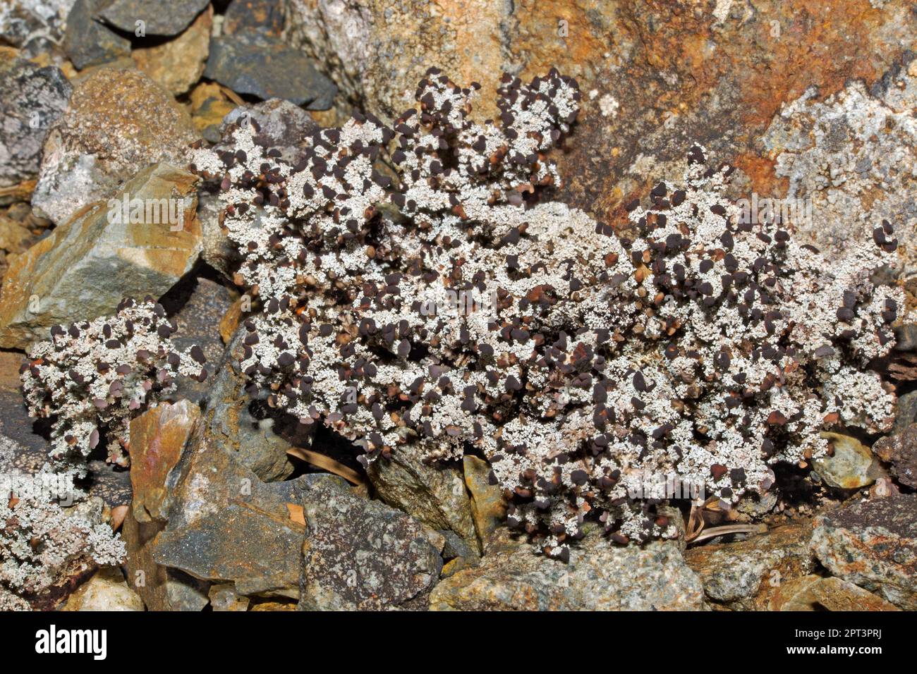 Stereocaulon vesuvianum is a fruticose lichen found on well-lit upland siliceous rocks. It can tolerate heavy metals and has a global distribution. Stock Photo