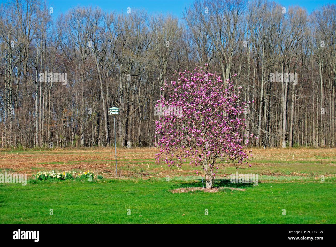 Blooming magnolia tree of early Spring time in Davidson's Mill Pond