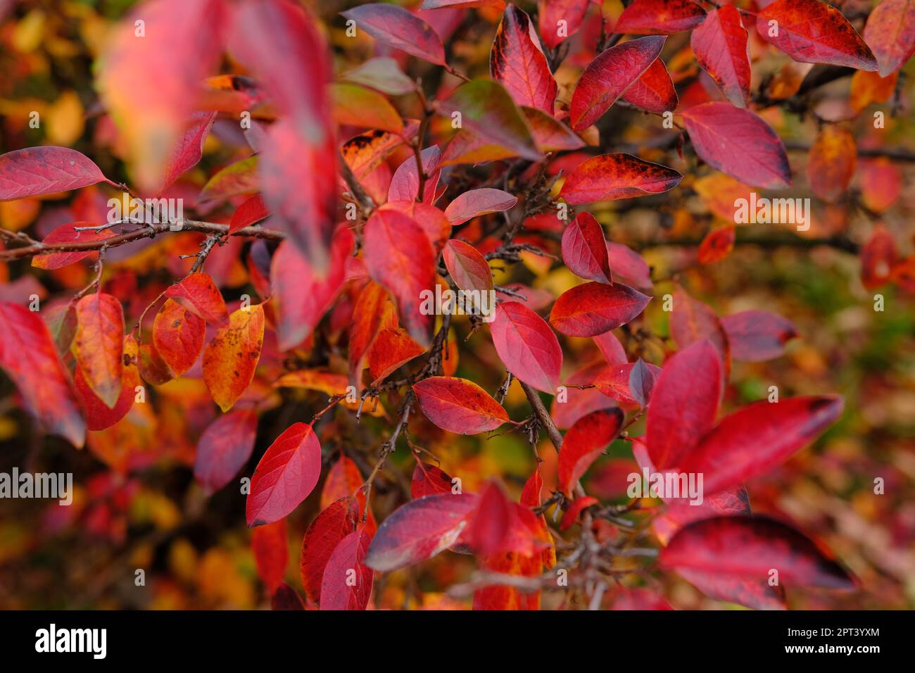 Colorful autumnal background with red leaves close up. Multicolored foliage Cotoneaster lucidus in forest. Autumn concept. Stock Photo