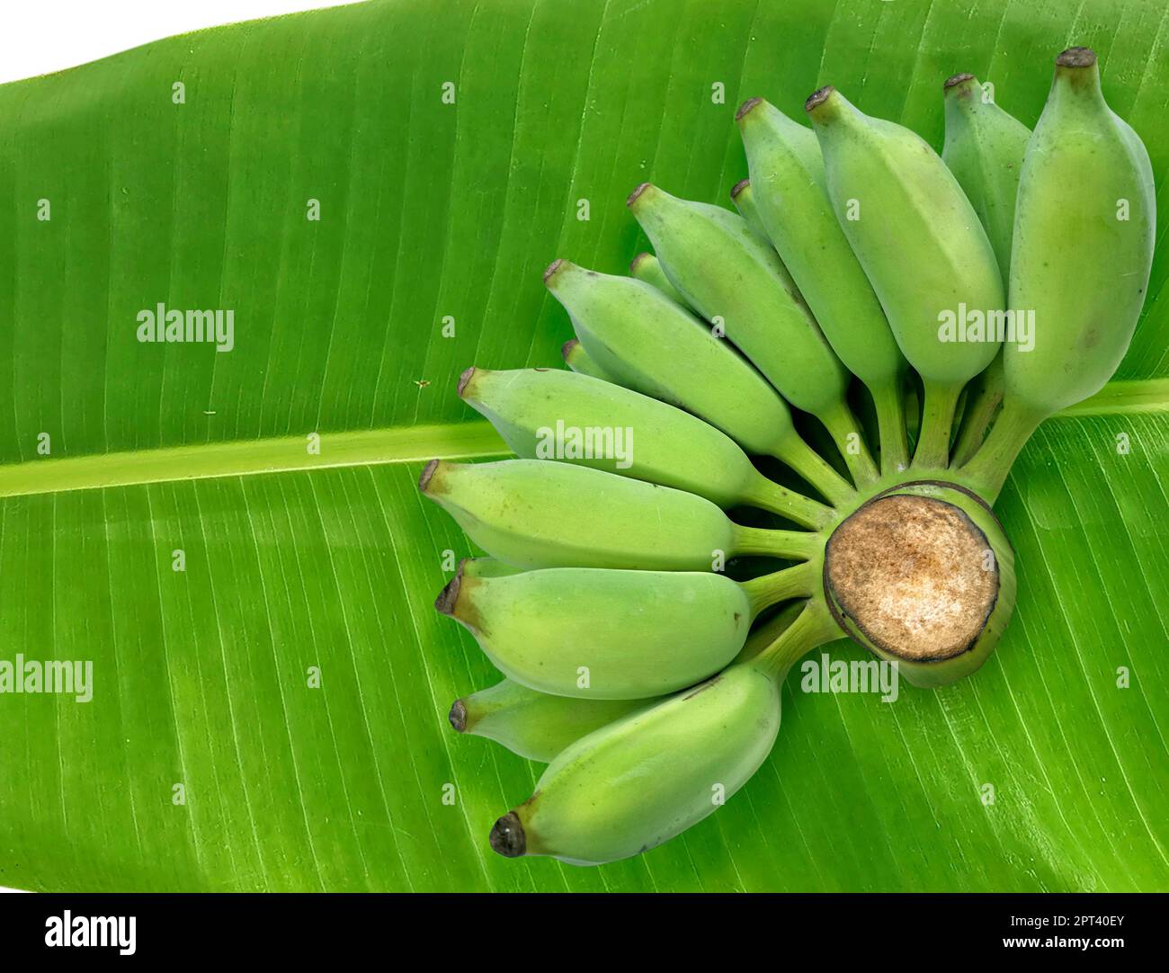 Fresh green raw banana on fresh banana leaves Stock Photo Alamy