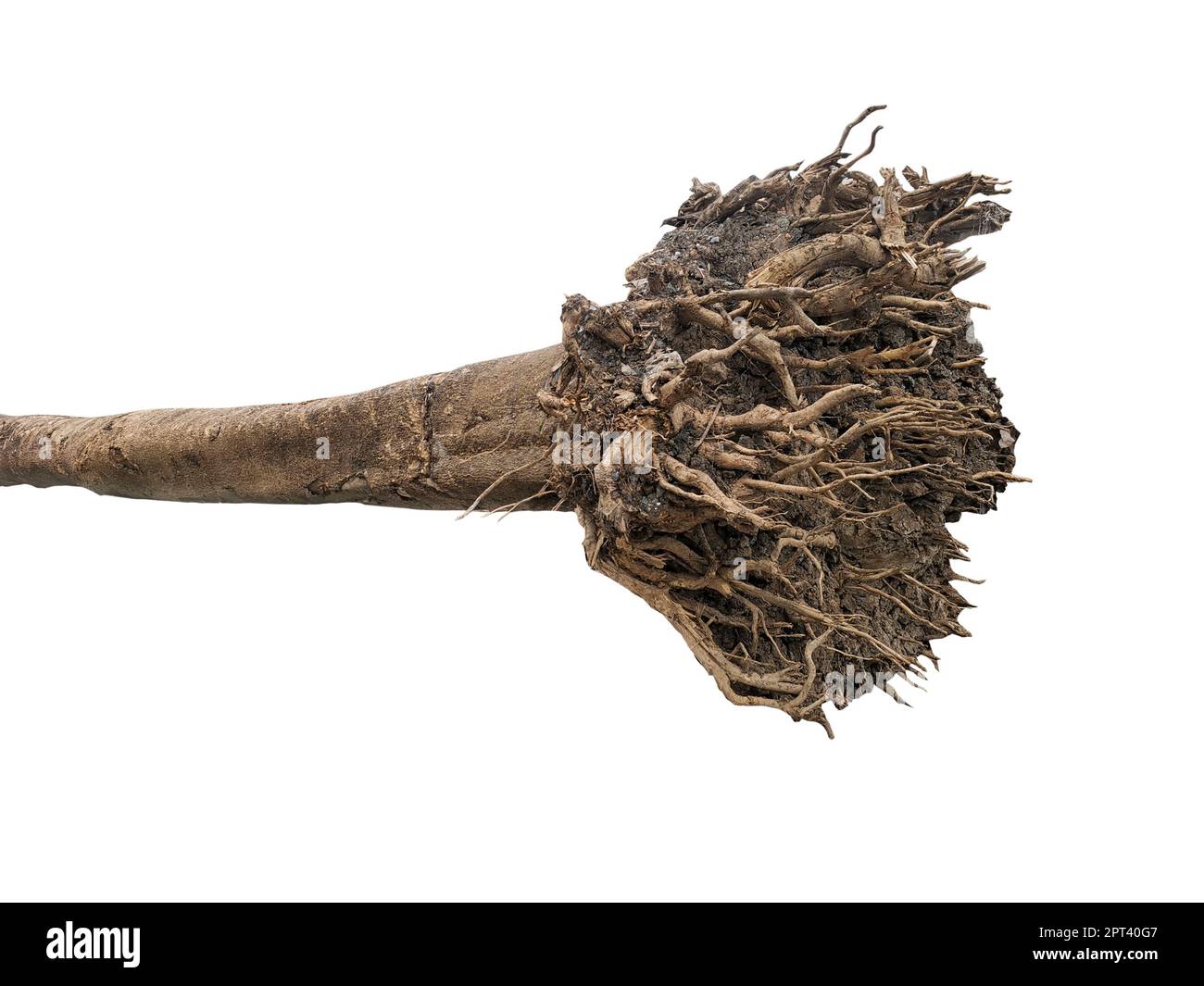 isolated tree roots on a white background Stock Photo - Alamy
