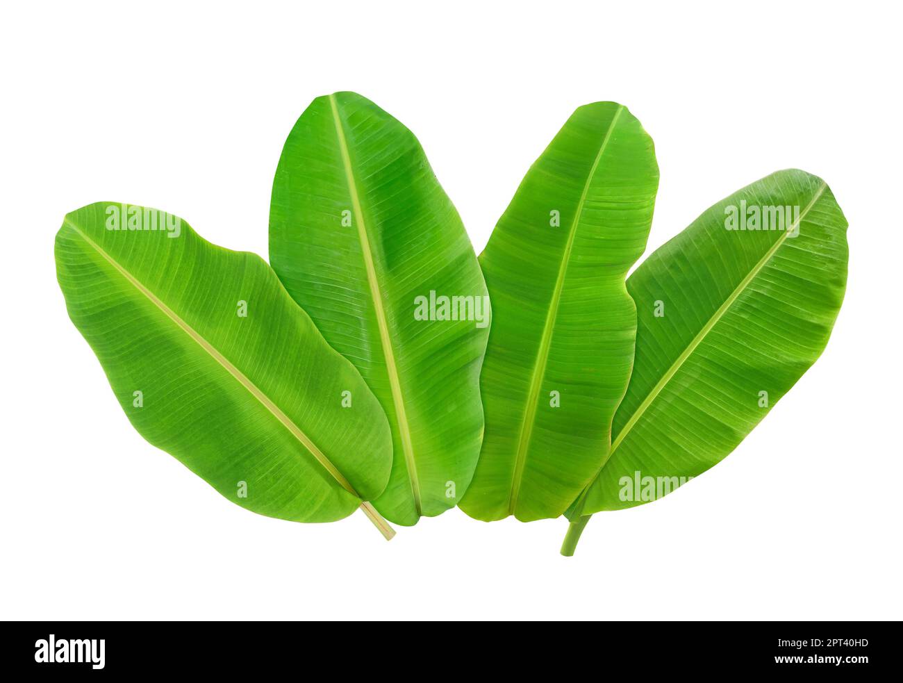 whole fresh banana leaves isolated on white background Stock Photo Alamy