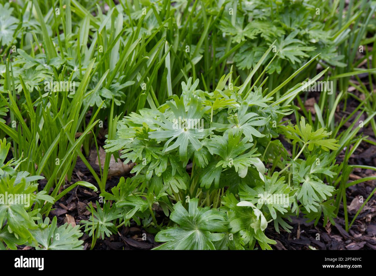 Fresh green foliage and unripe seed pods of winter aconite Eranthis hyemalis in UK garden April Stock Photo