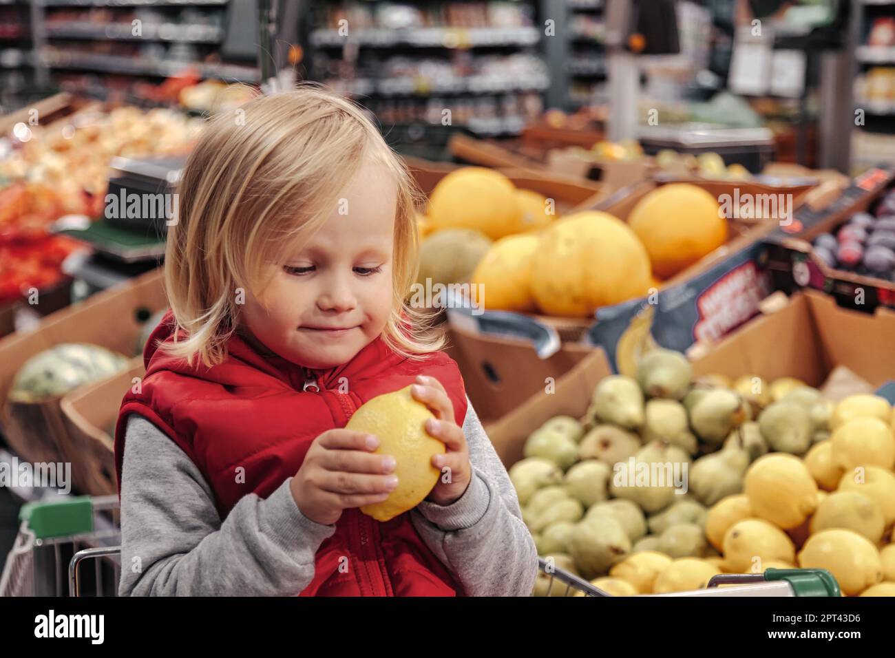 Adorable toddler girl sitting in shopping cart in food fruit store or ...