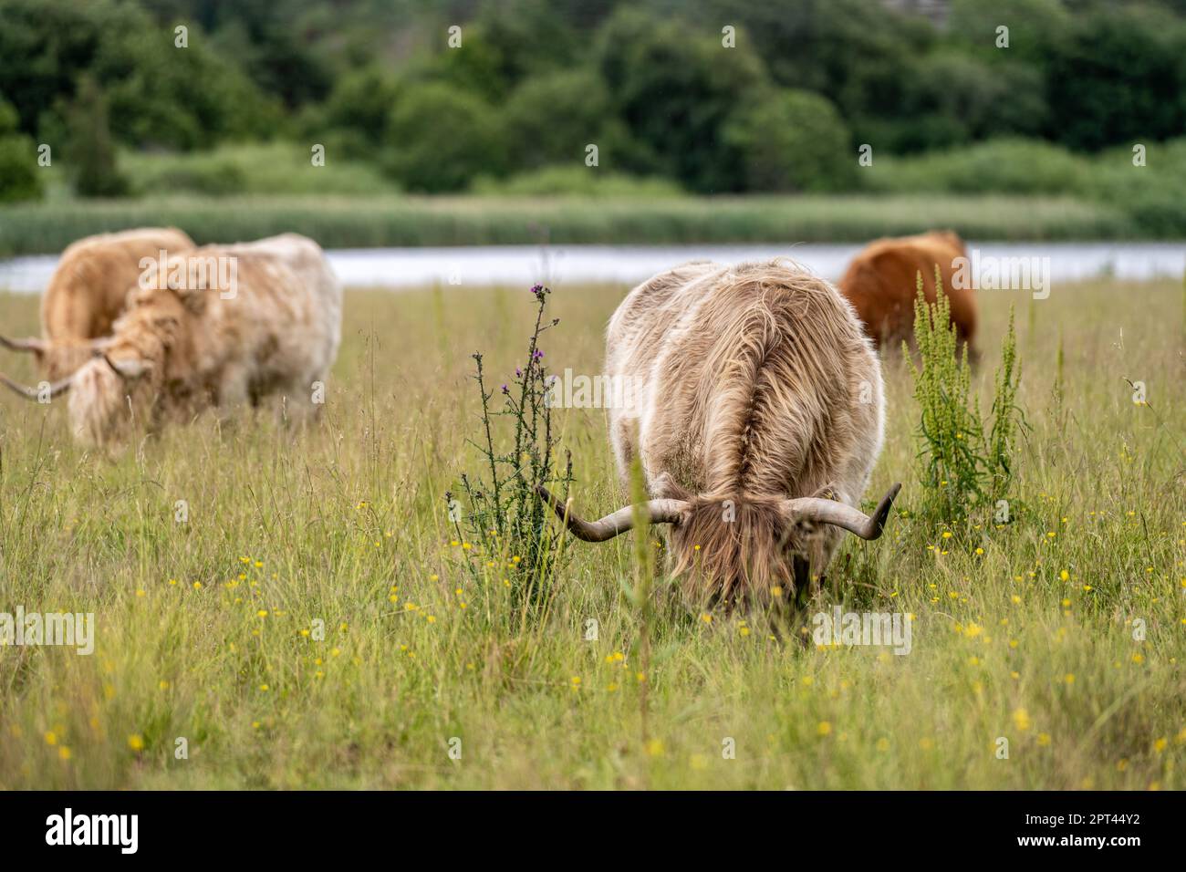 Highland cattle grazing on a field Stock Photo - Alamy