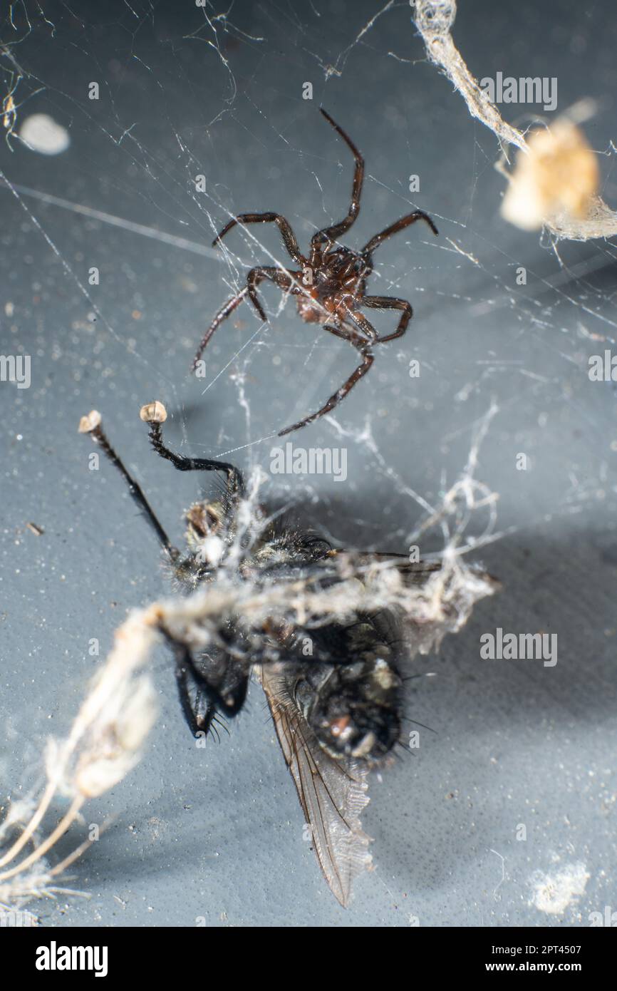 Fly trapped in spiders web Stock Photo