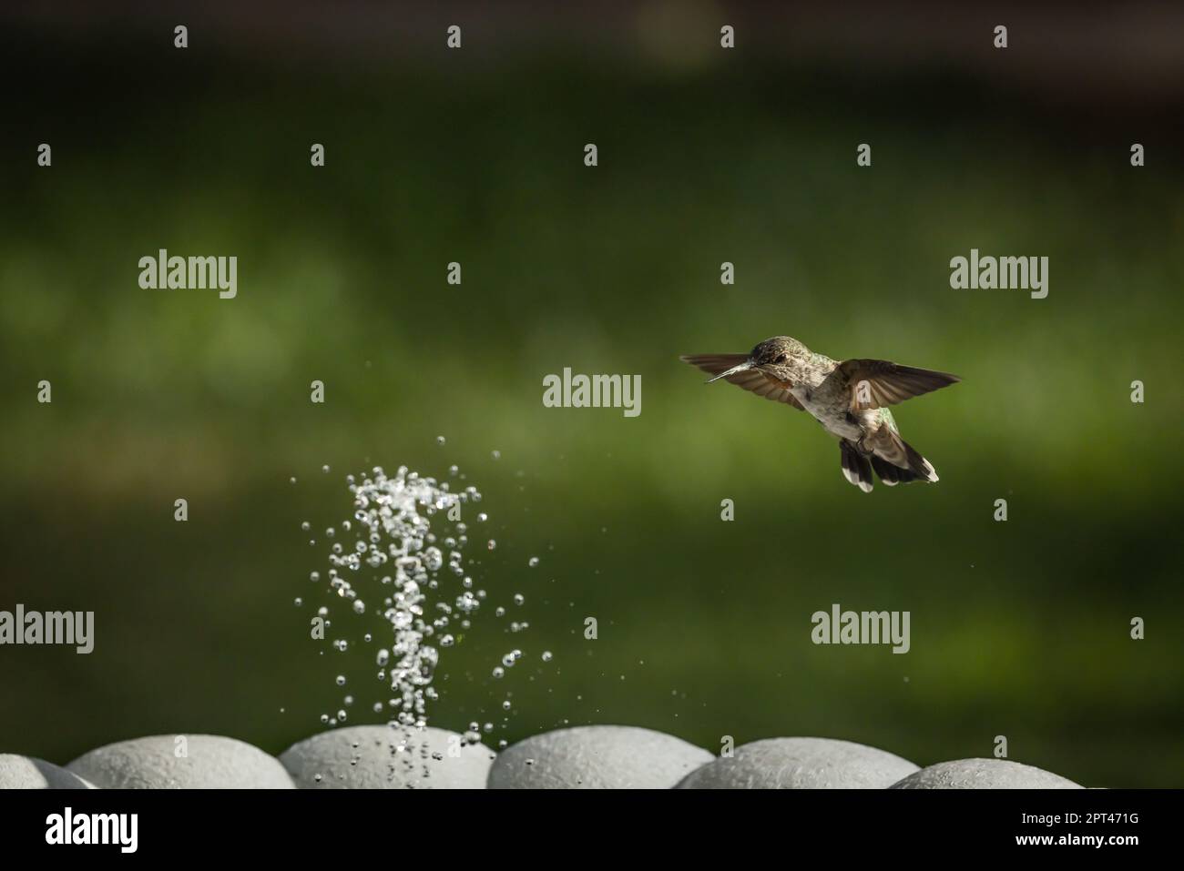 Hummingbird in Flight Stock Photo