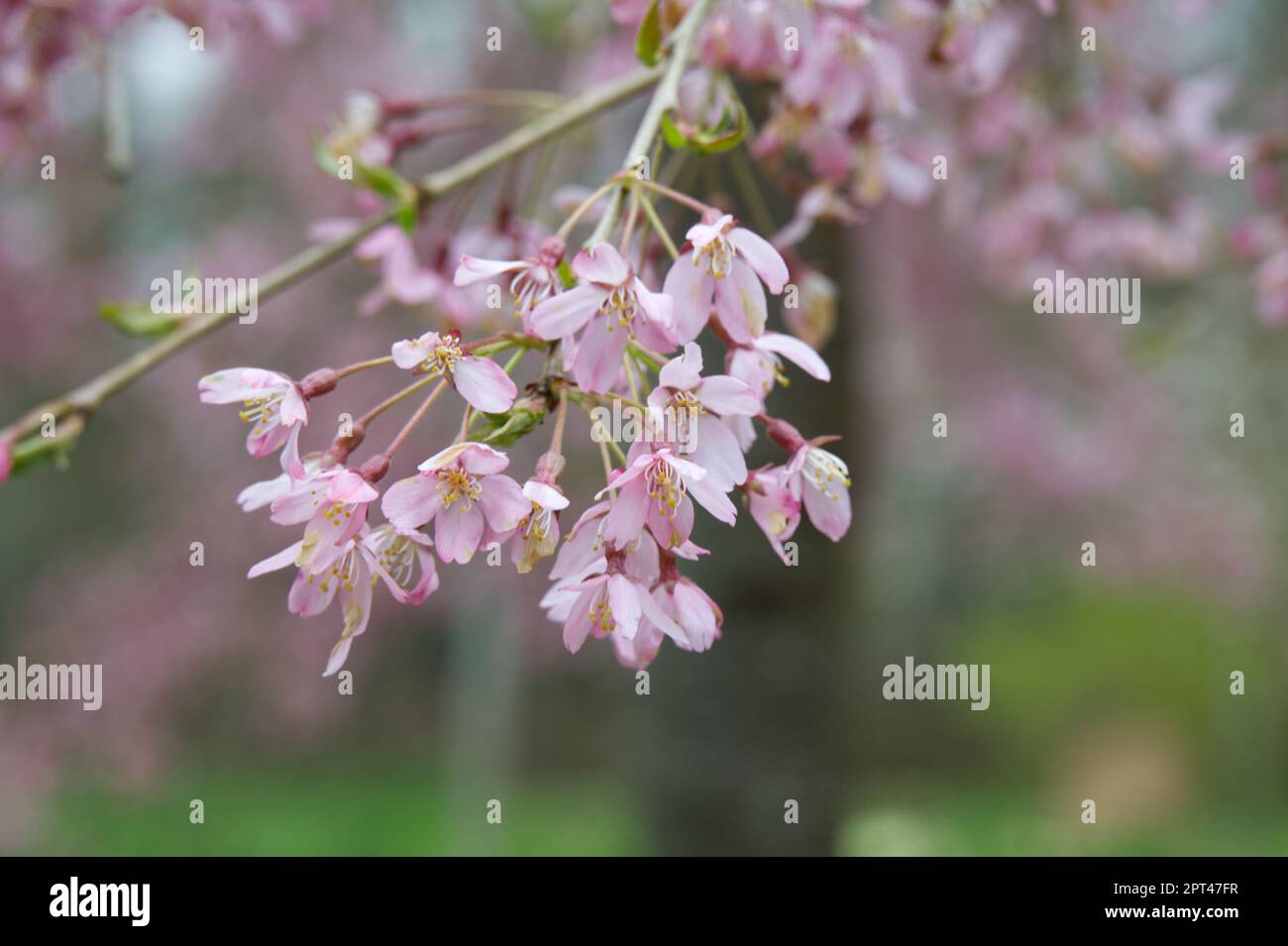 Pale pink spring blossom of weeping Cherry Tree, Prunus pendula 'Pendula Rubra' Tree, with bee, in UK garden April Stock Photo