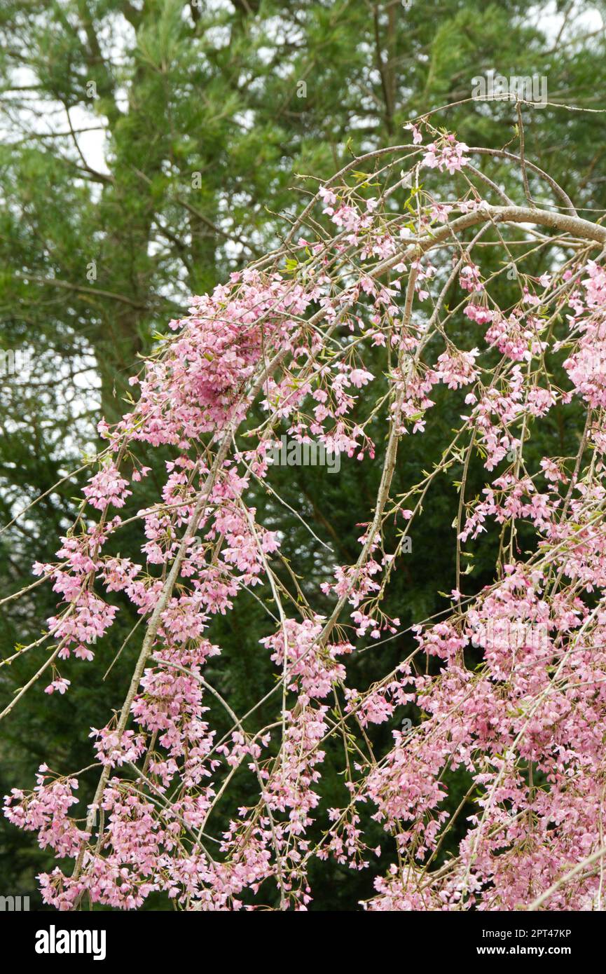 Pale pink spring blossom of weeping Cherry Tree, Prunus pendula 'Pendula Rubra' Tree, in UK garden April Stock Photo