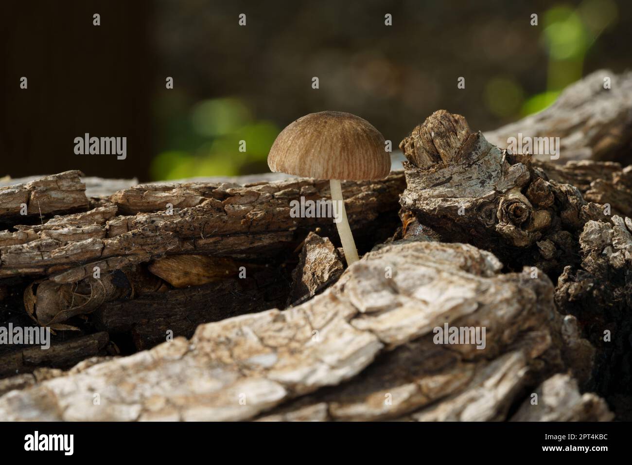 Tiny mushroom growing out of a rotting log, returning nutrients to the soil. Stock Photo