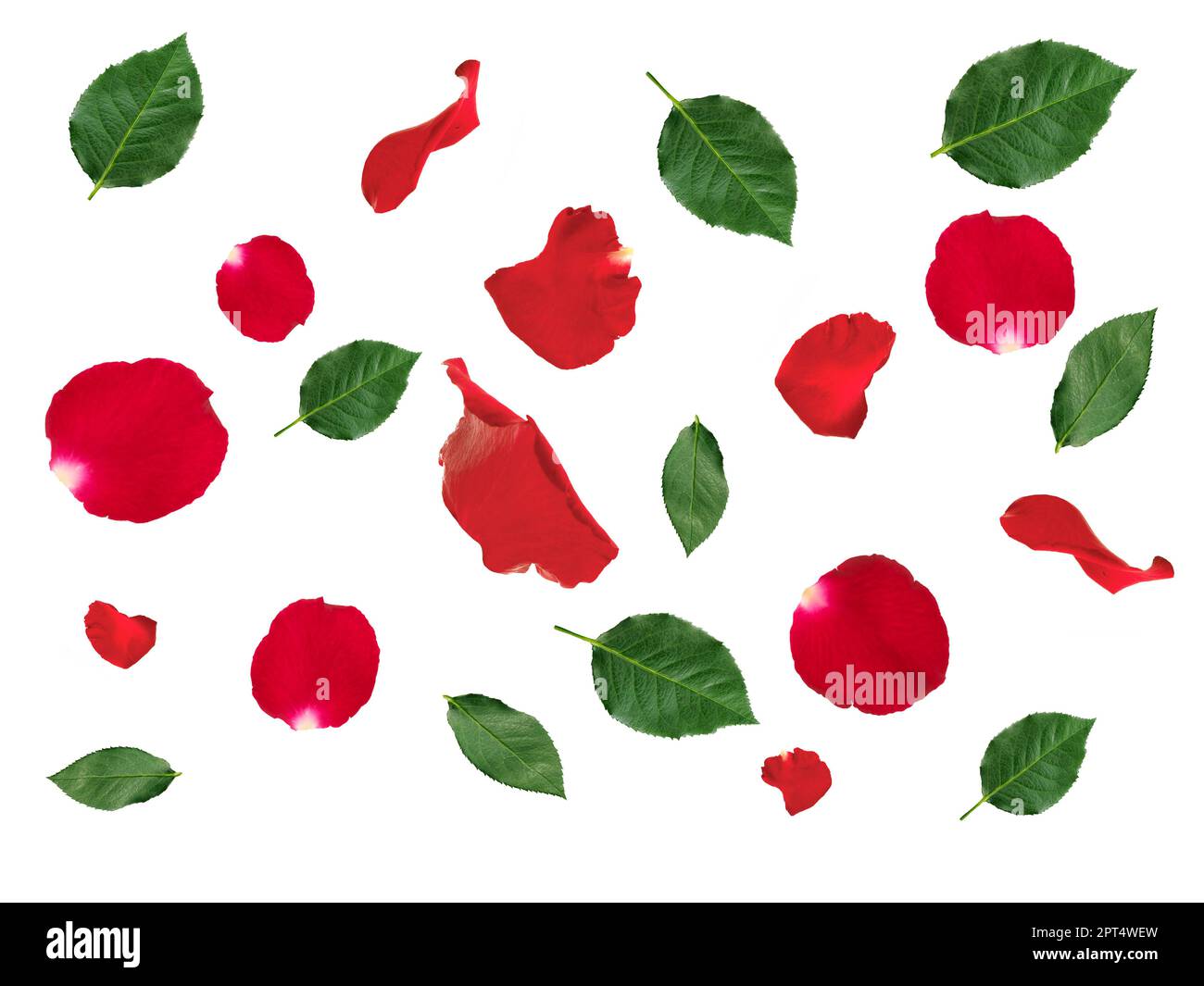 Falling red rose petals and green leaves isolated on white background