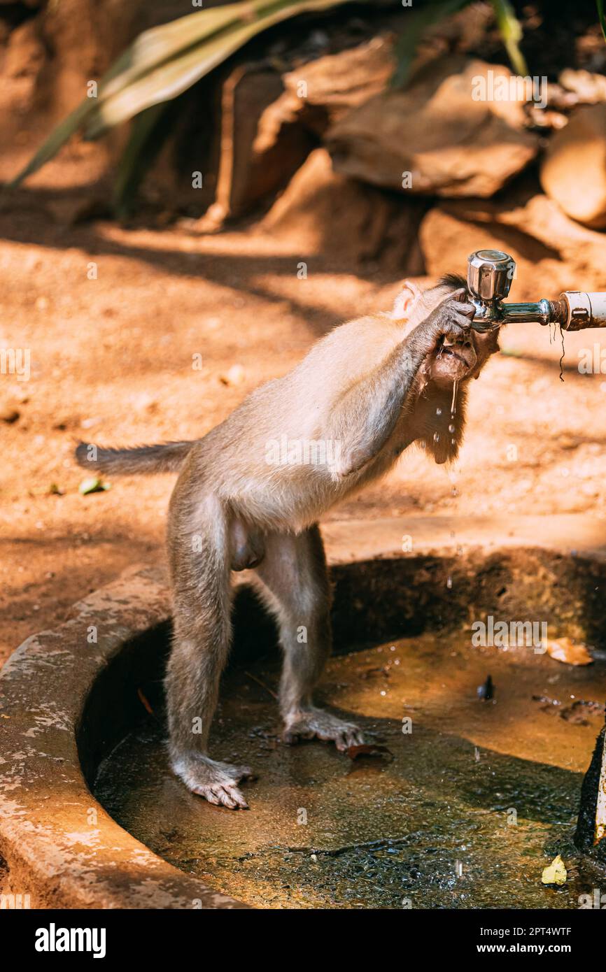 Goa, India. Physically Challenged Bonnet Macaque Drinking Water From a Faucet. Macaca Radiata Or Zati. Monkey Stock Photo