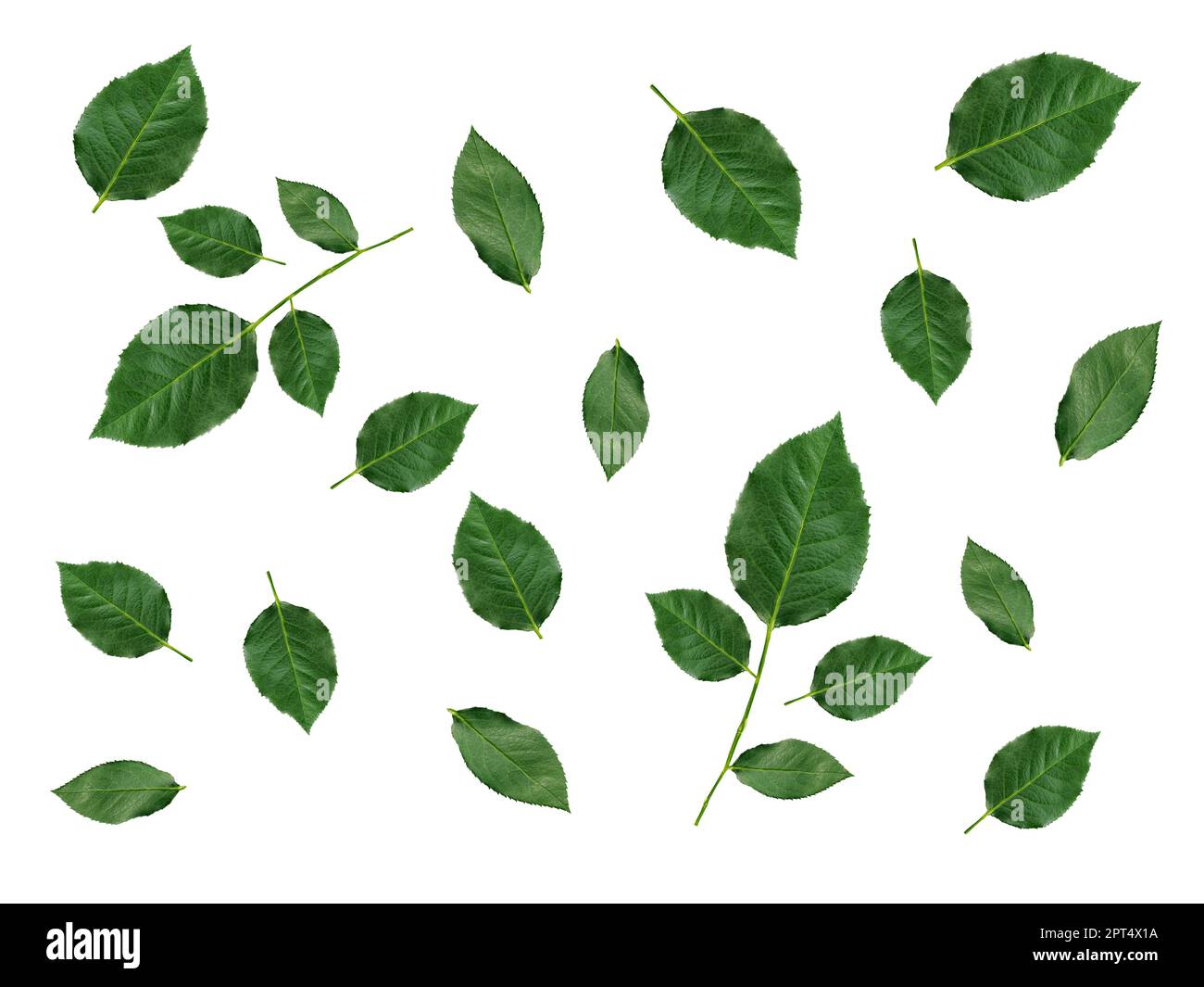 Sticker Serrated green leaf from a rose bush isolated on white 