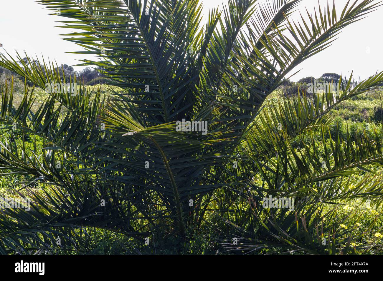 Canary island date palm, phoenix canariensis Stock Photo Alamy