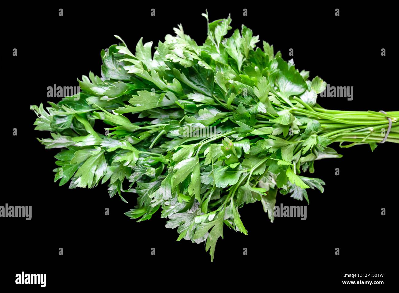Bunch of fresh parsley stem isolated on black background Stock Photo ...