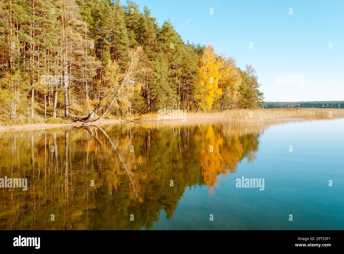 The autumn forest against the background of a bright sky is symmetrically reflected in the water of Lake Baltieji Lakajai in Labanoras Regional Park, Stock Photo