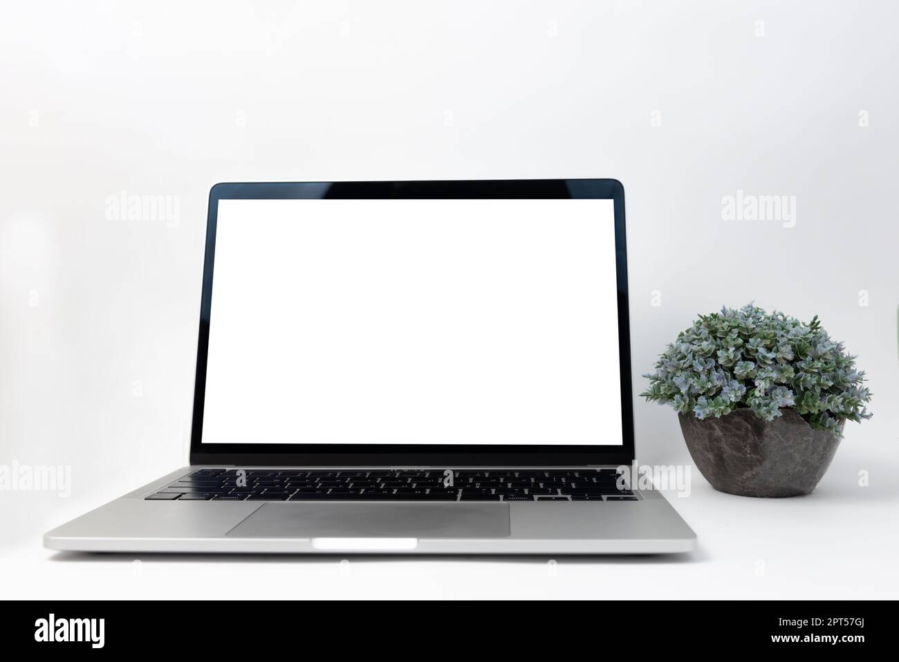Laptop computer blank screen and flower on white background. Stock Photo