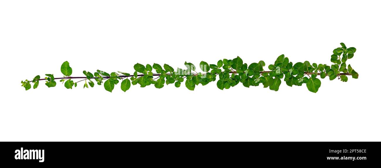 leaf vine isolates on a white background Stock Photo