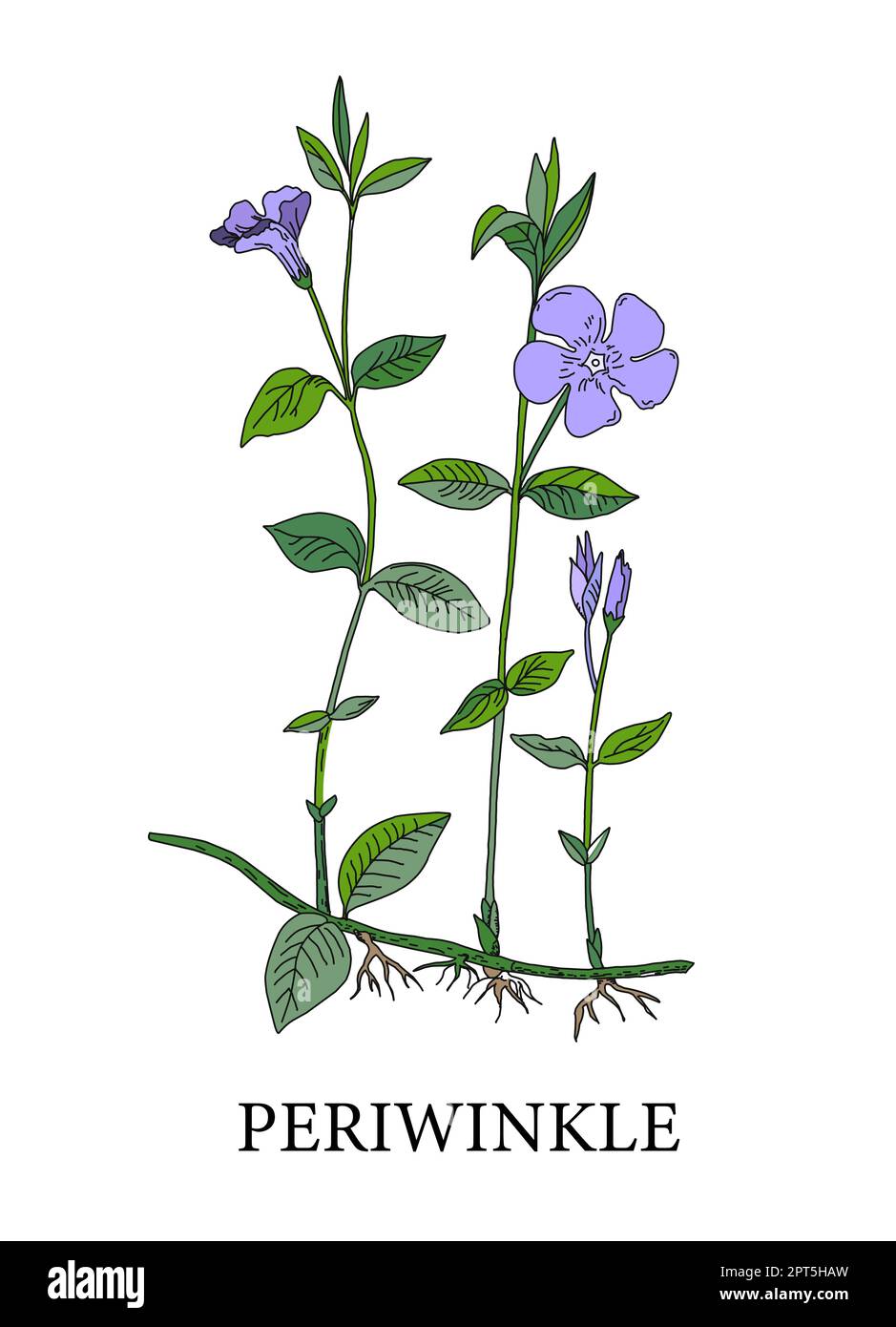Periwinkle flower. Botanical illustration of periwinkles. Medicinal plants. Alternative medicine. Blue flower on a white background. Vector illustrati Stock Photo