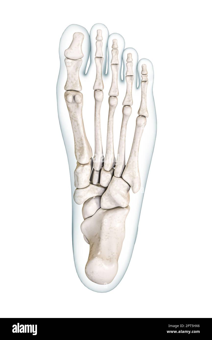 Foot bones inferior or plantar view with body contours 3D rendering