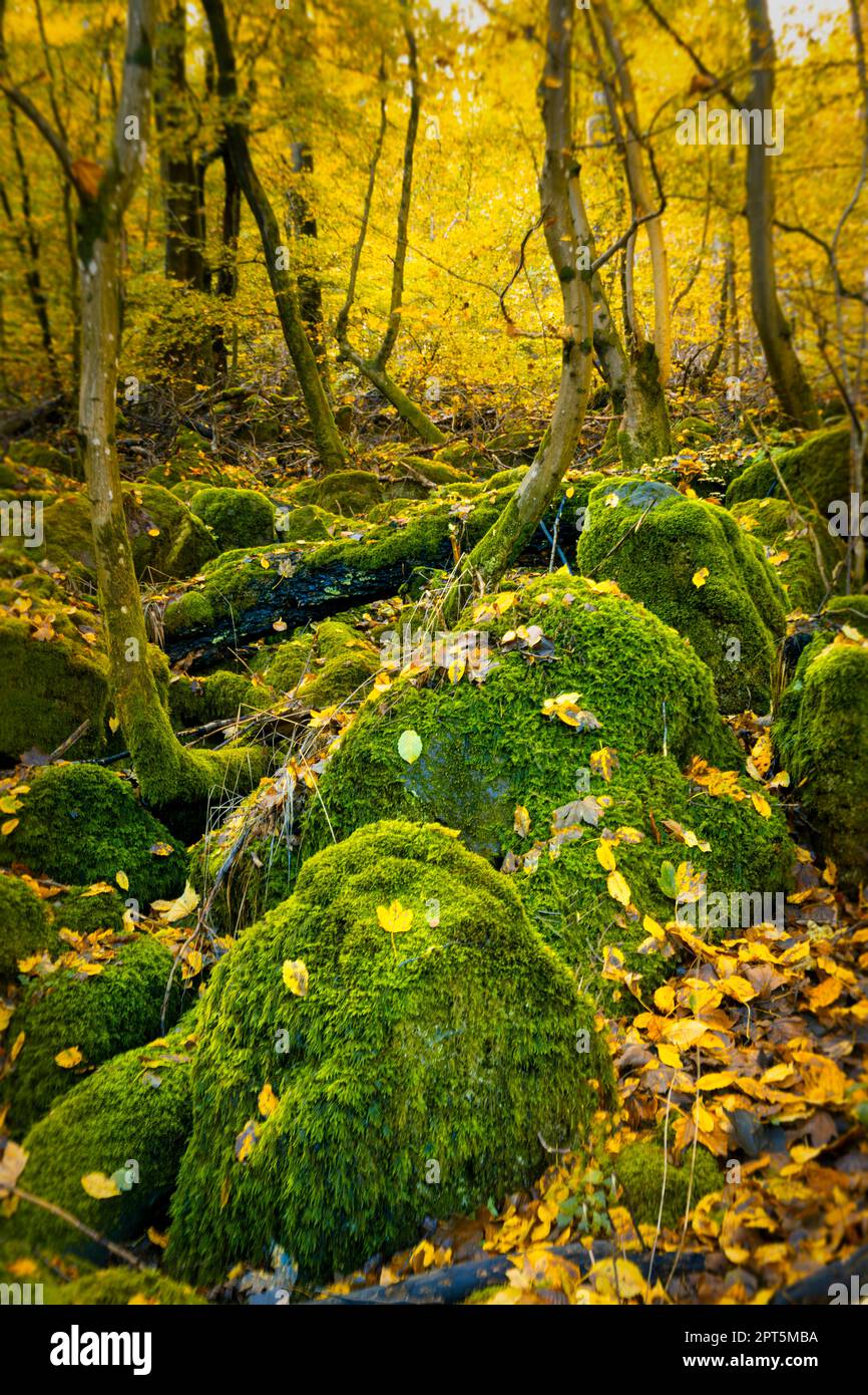 Mosscovered rock blocks in the Odenwald Stock Photo Alamy