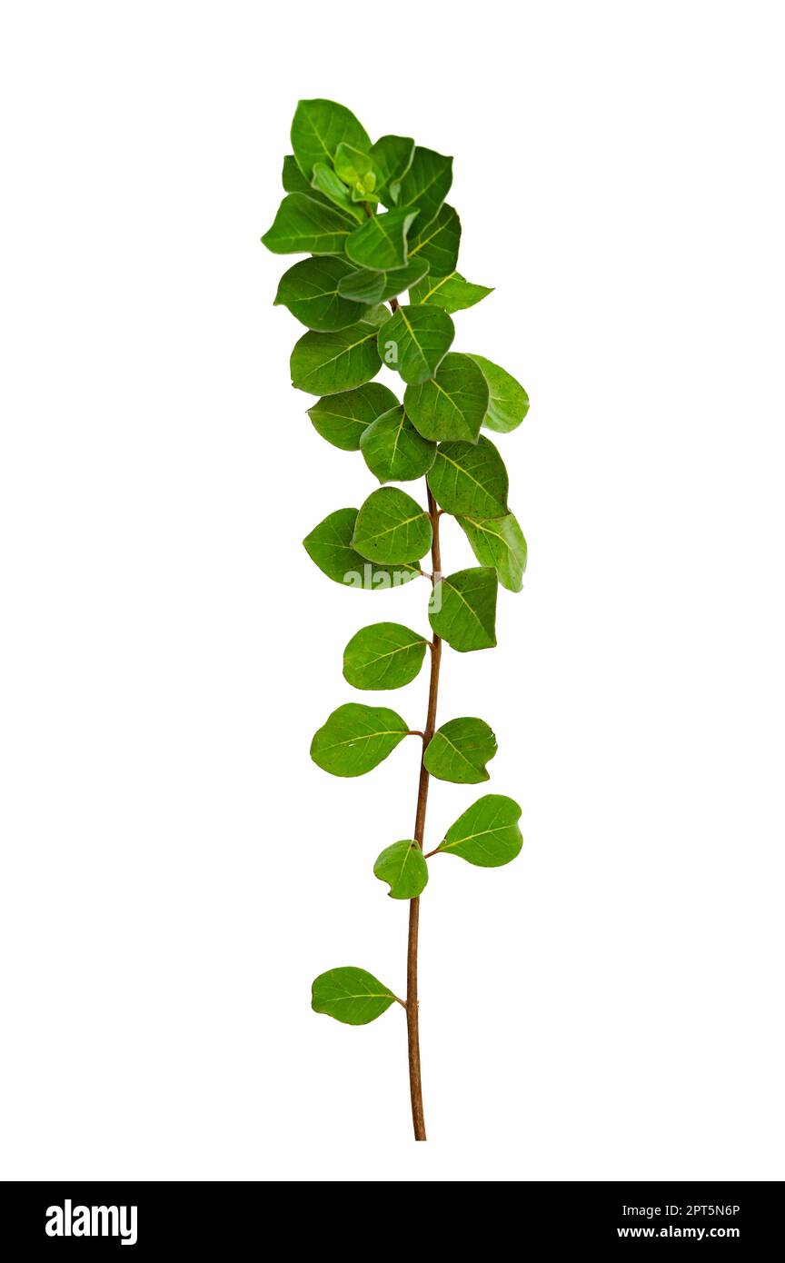 leaf vine isolates on a white background Stock Photo