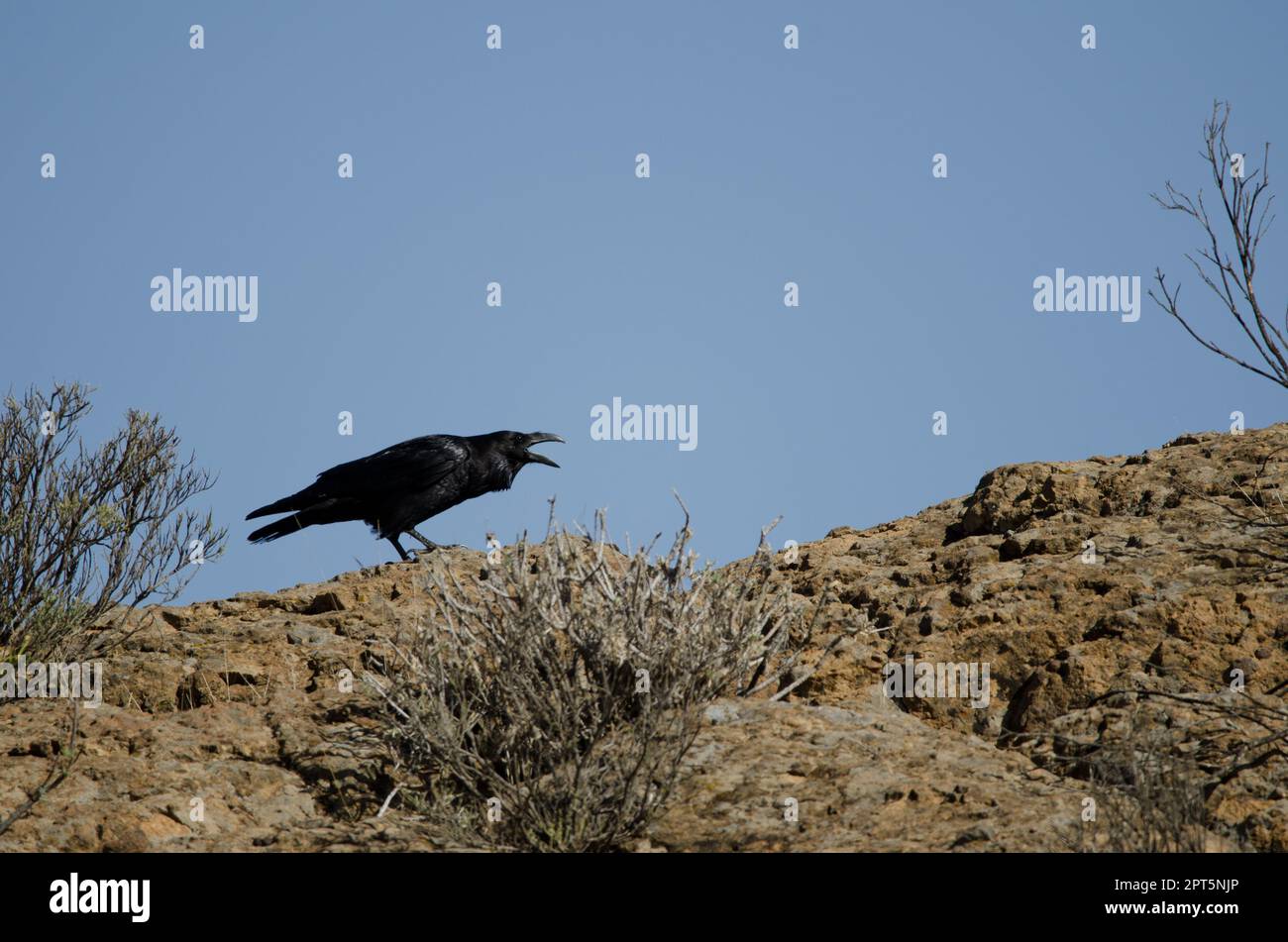 canary-islands-raven-corvus-corax-canariensis-calling-cruz-de