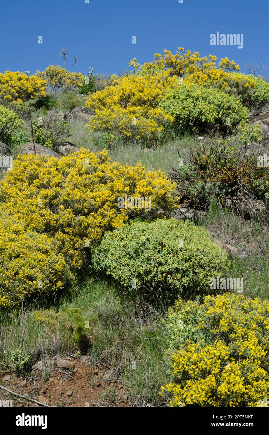 Thicket with Teline microphylla in flower and Euphorbia regis-jubae. Las Cumbres Protected Landscape. Gran Canaria. Canary Islands. Spain. Stock Photo