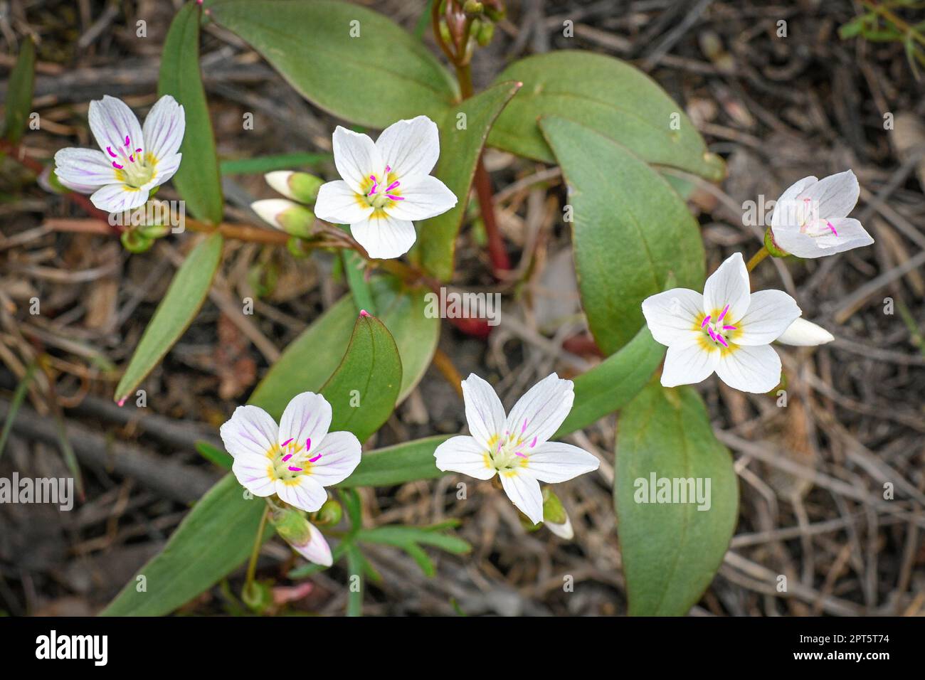 Claytonia lanceolata, Western Spring Beauty, wildflower, Stock Photo