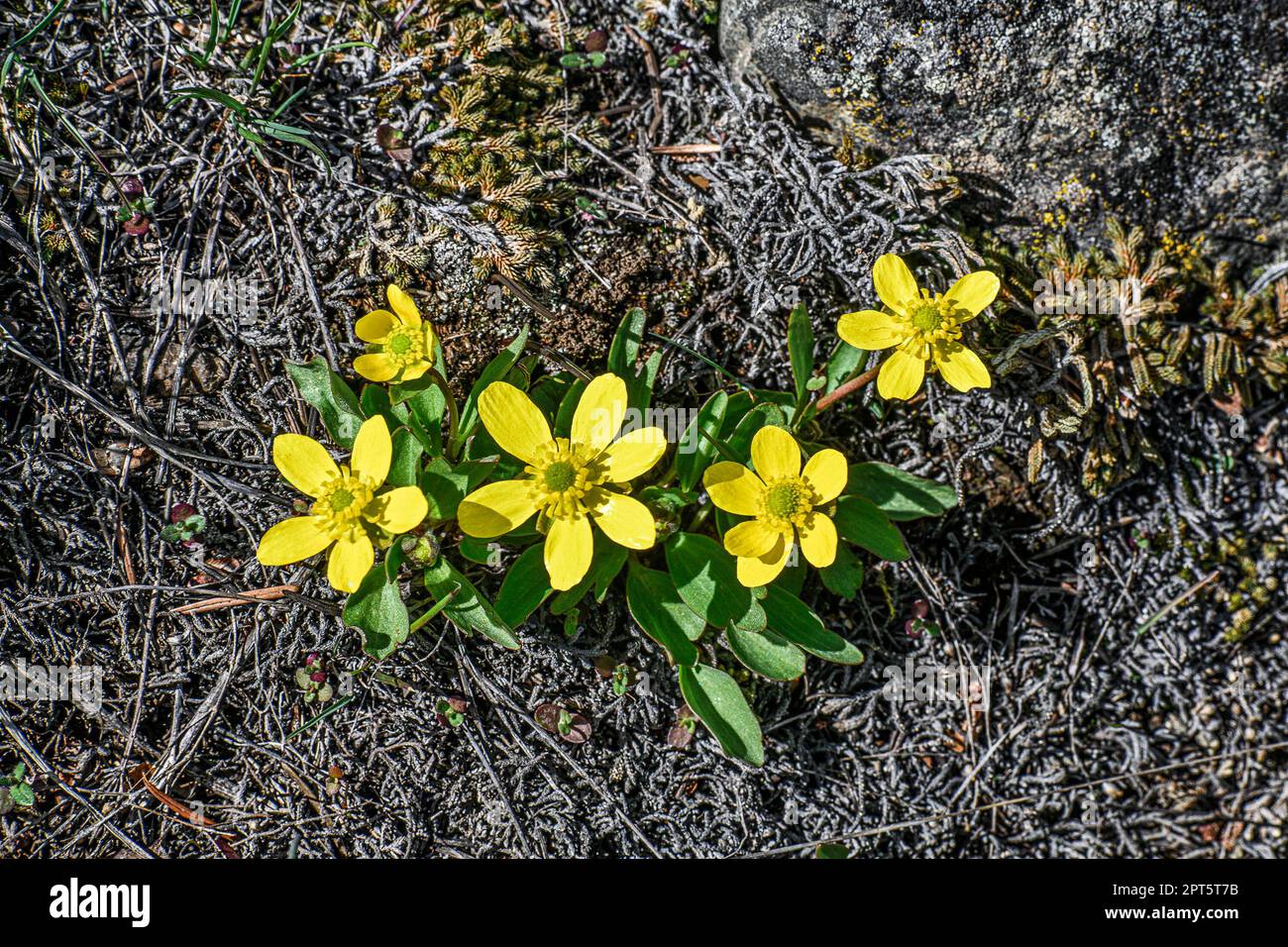 Sagebrush Buttercup, Ranunculus glaberrimus, yellow wildflower Stock ...