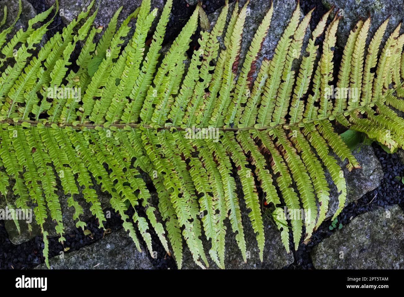 Detailed view on green fern leaves on a forest ground Stock Photo