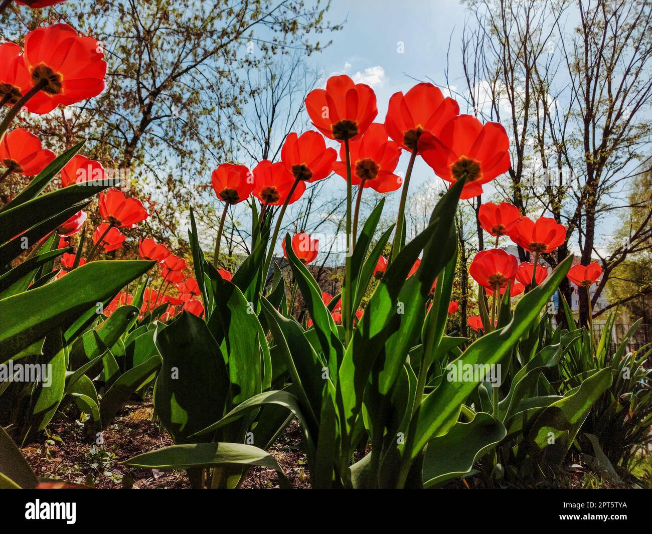 First red flowers (tulips)  in Moscow  -  enjoyment of  life of new life  and new colorful spots in surrounding nature Stock Photo