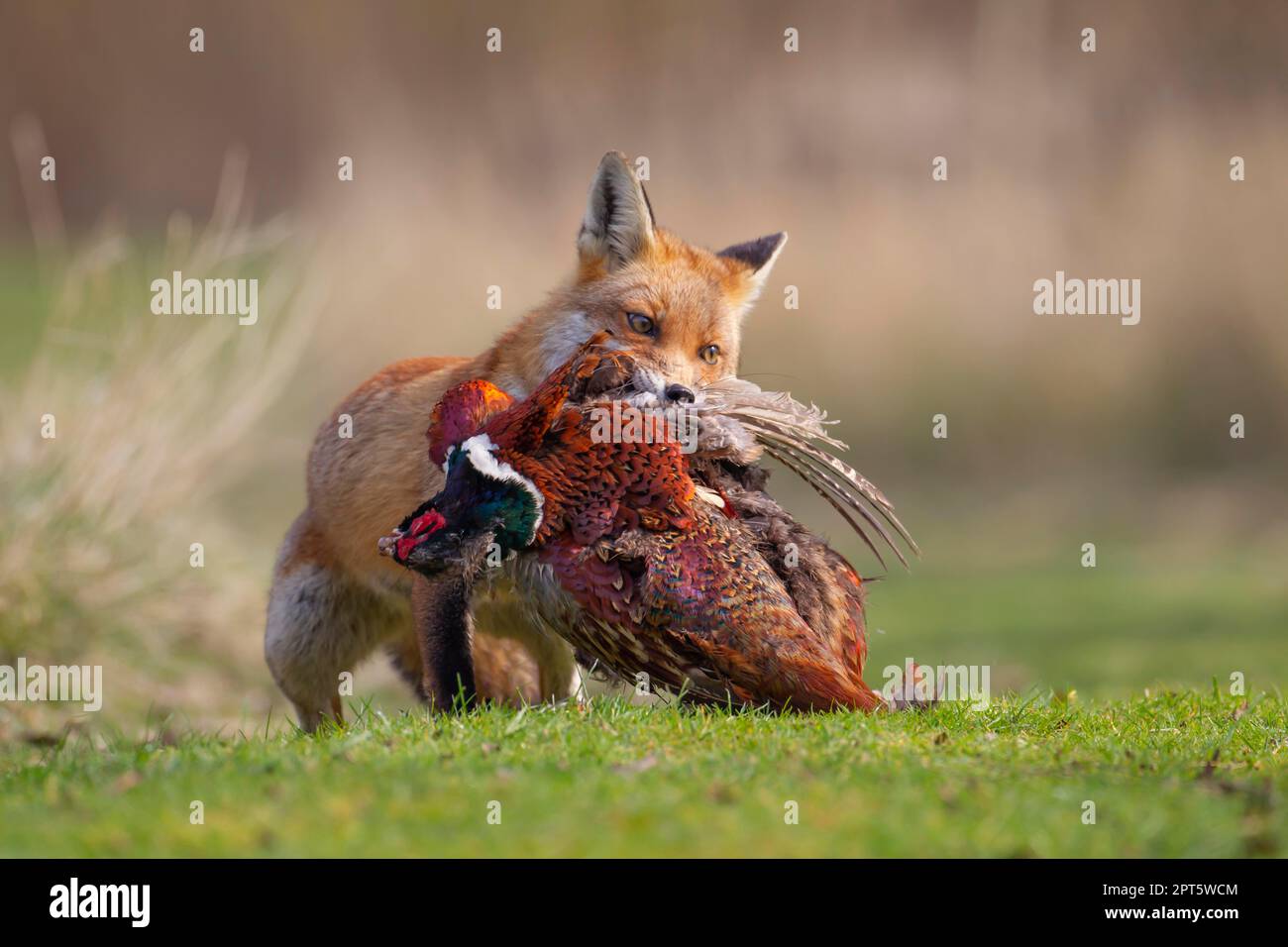 Red fox carrying pheasant hires stock photography and images Alamy