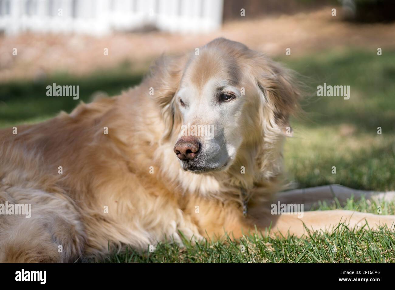 Senior male Golden Retriever enjoying being outside Stock Photo - Alamy