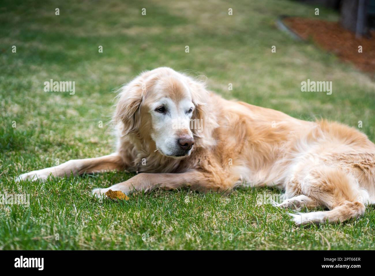 Senior male Golden Retriever enjoying being outside Stock Photo - Alamy