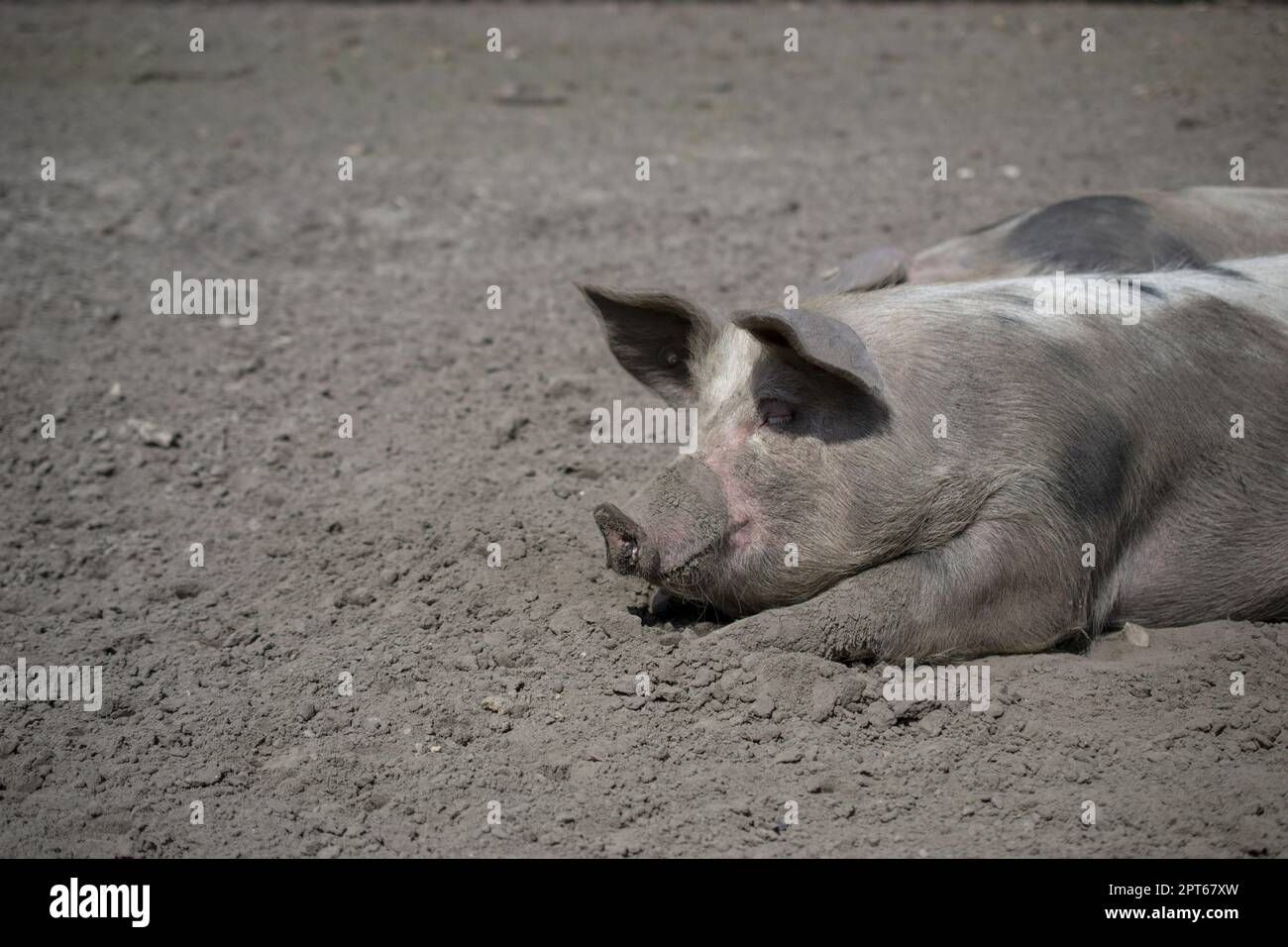 Domestic pig wallowing in the mud Stock Photo - Alamy