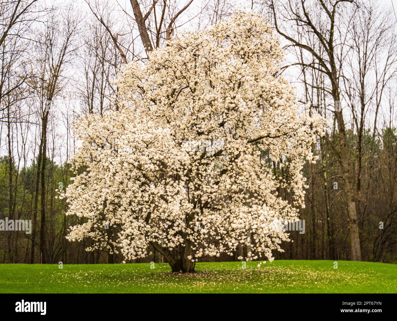 Magnolia tree full of white blooms : a first sign of spring in Vermont Stock Photo