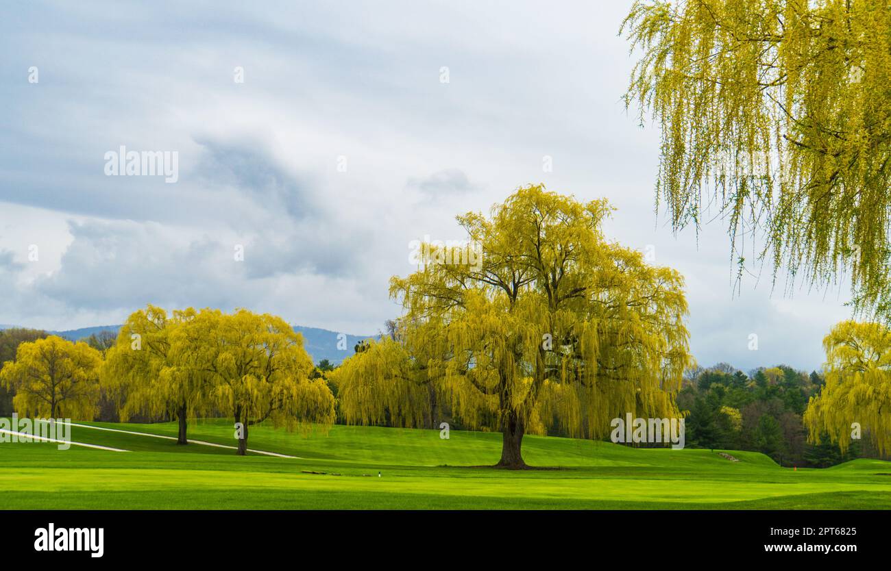 beautiful Weeping Willows with their yellow green long branches draping the landscape in early spring in Vermont Stock Photo