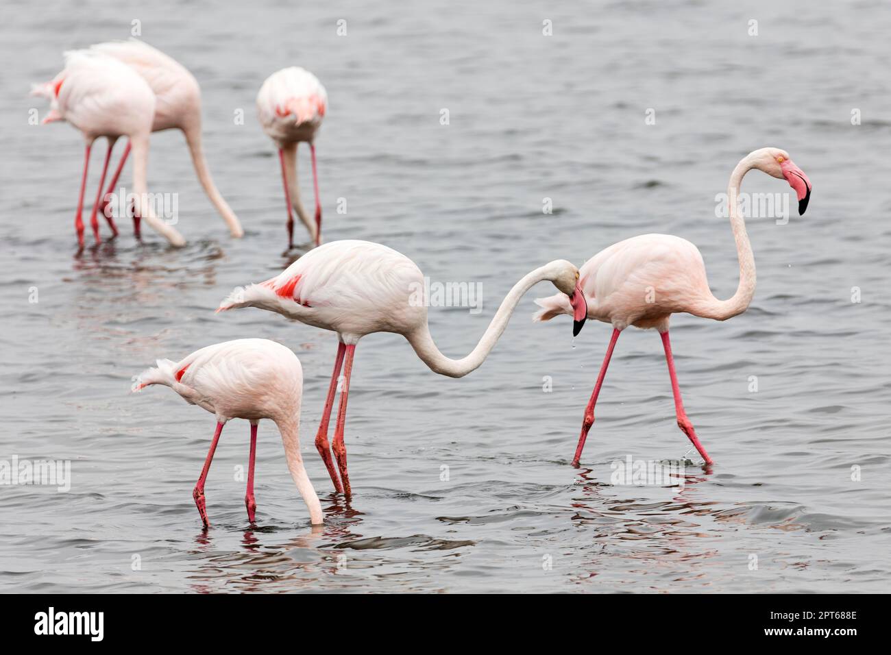 Flamingos (Phoenicopteridae), Namibia Stock Photo