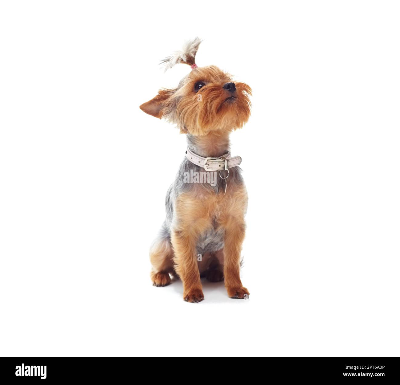 I wish I was bigger...Studio shot of a cute terrier looking upwards isolated on white Stock Photo