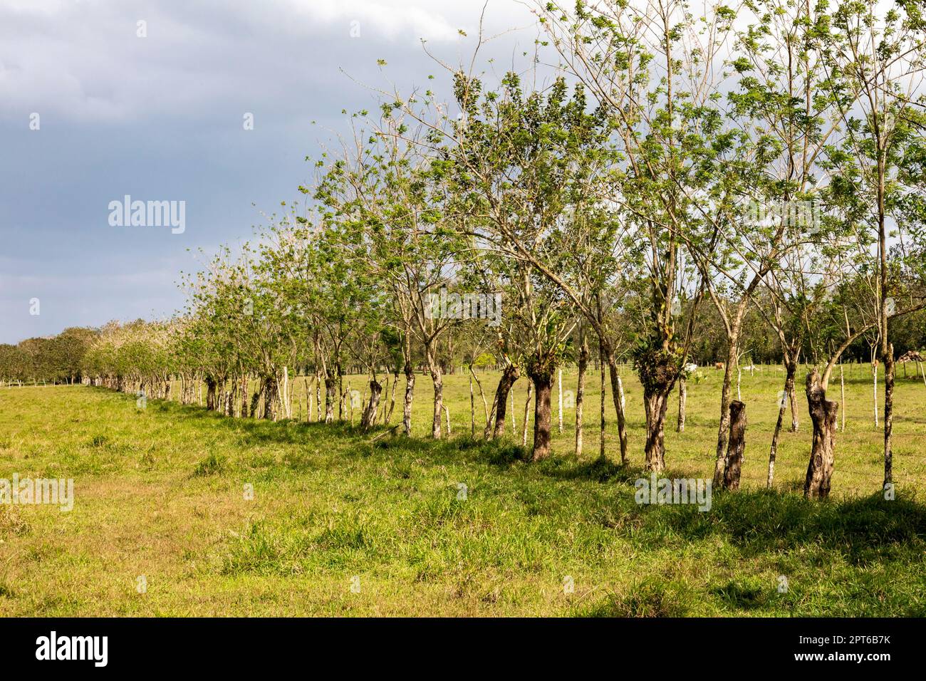 Muelle San Carlos, Costa Rica, Barbed wire strung along a line of trees serves as a fence between cattle pastures Stock Photo