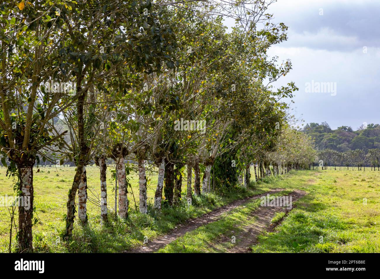Muelle San Carlos, Costa Rica, Barbed wire strung along a line of trees serves as a fence between cattle pastures Stock Photo