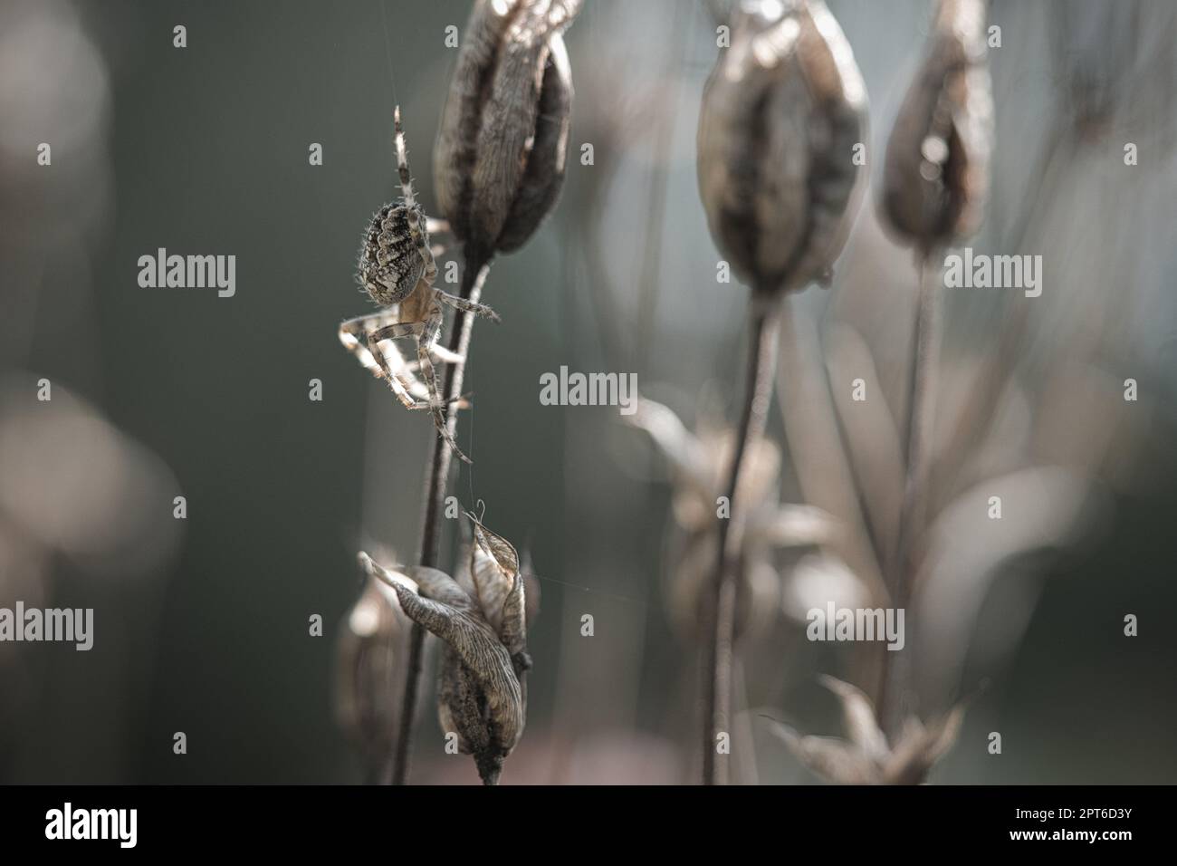 Cross spider crawling on a spider thread to a plant. Blurred background ...