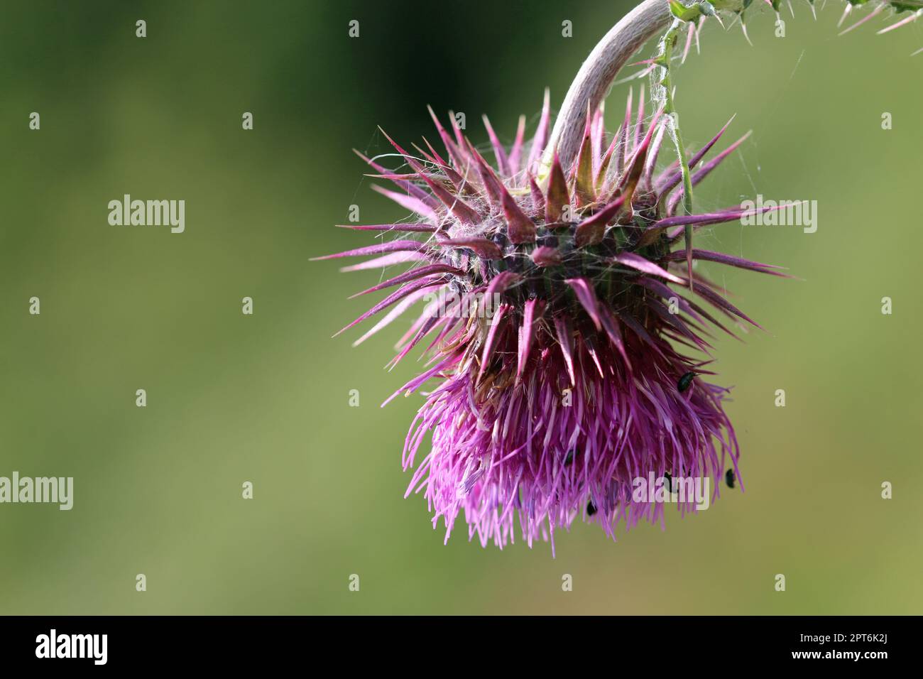 Purple musk thistle, Carduus nutans, flower in close up with a blurred background of leaves. Stock Photo